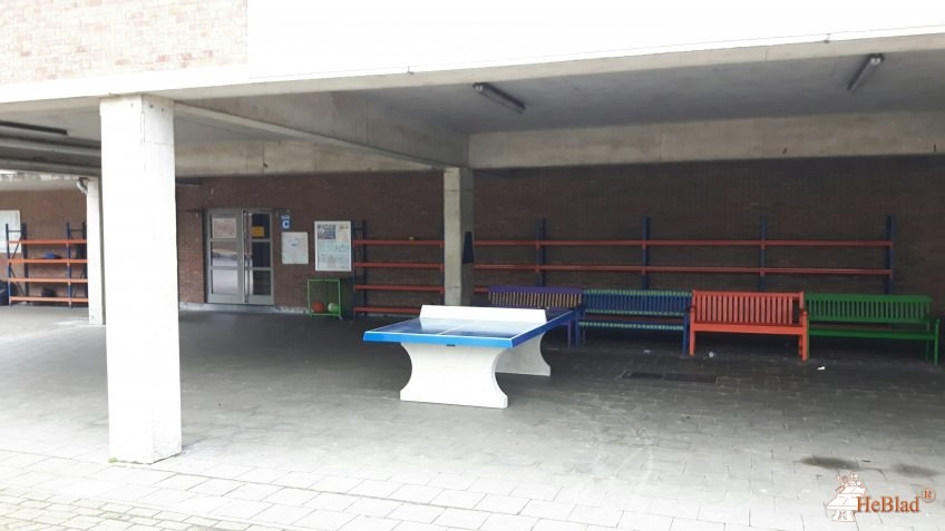 OLVI Boom uit Boom